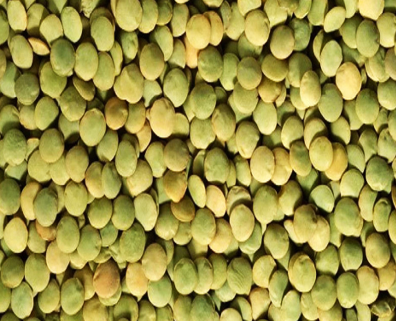 Green Lentils