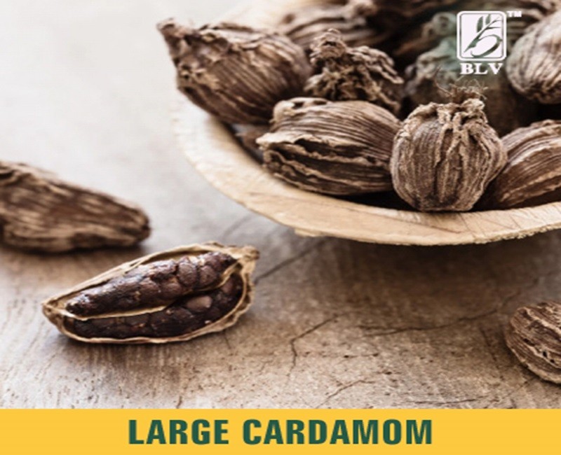 Large Cardamom
