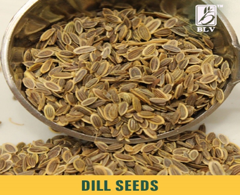 Dill Seeds