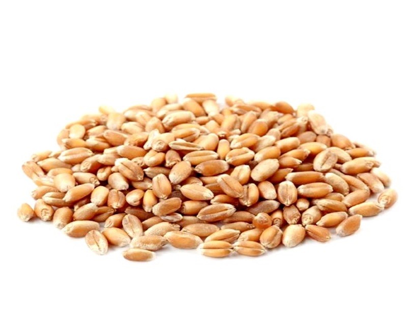 BARLEY