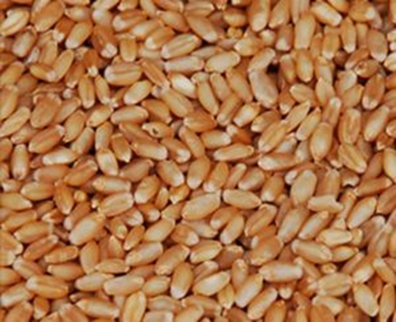 Bhaliya Wheat