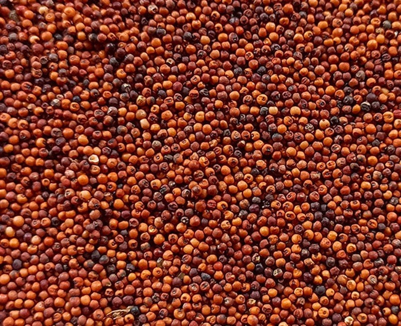 Red Millet