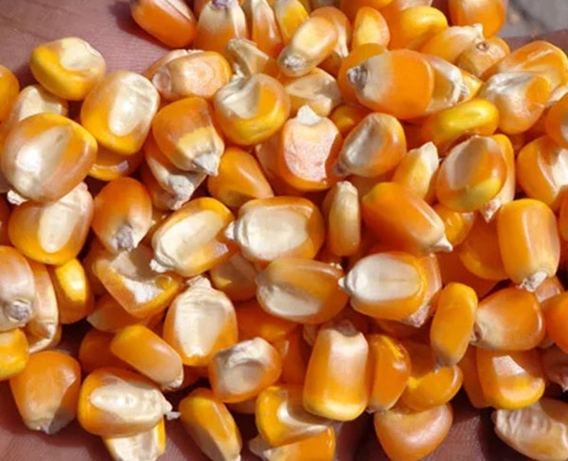 Yellow Maize