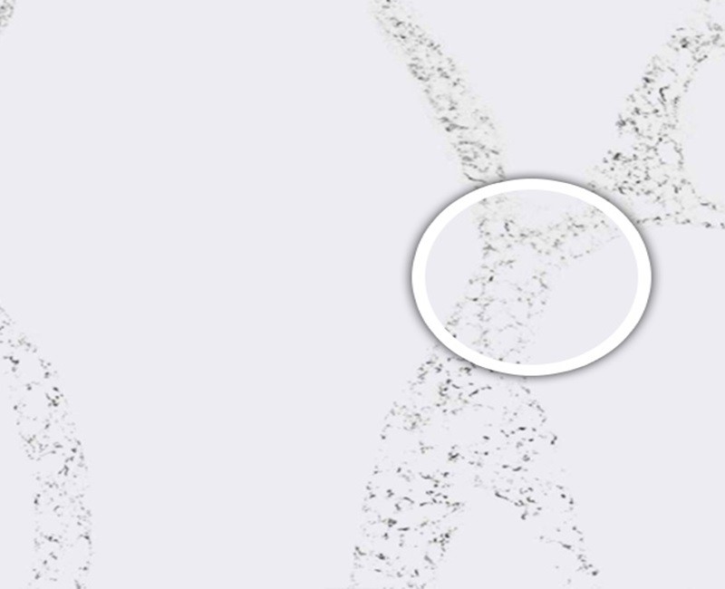 Calcatta Plazo Royal