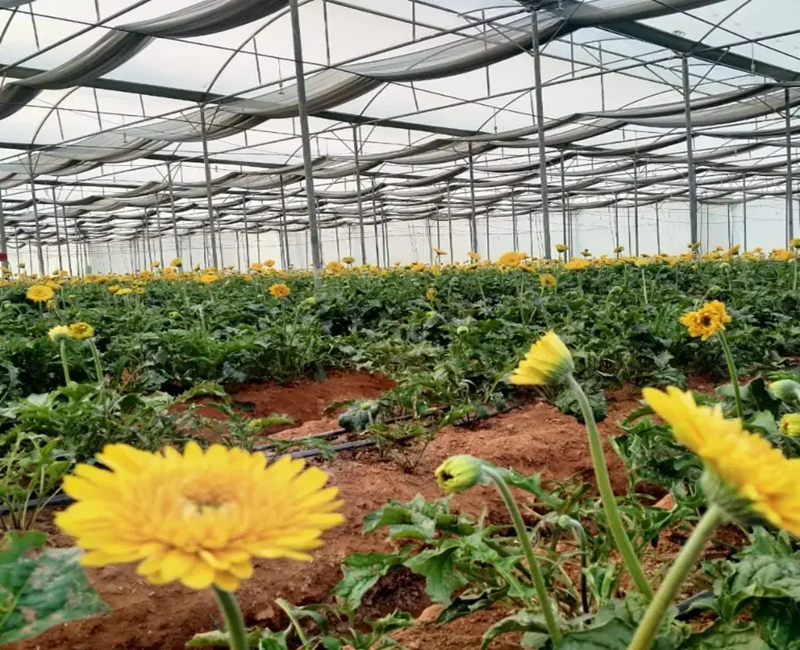 High Quality Shade Nets